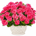 Künstliche Geranien im Blumentopf, Dekorative Pinkfarbe